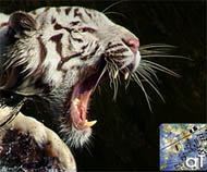 tiger